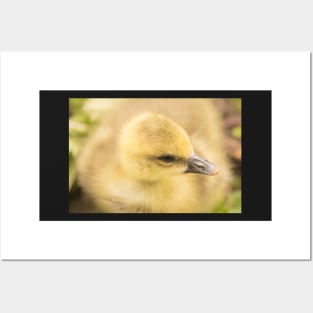 Fluffiest duckling in the world Posters and Art